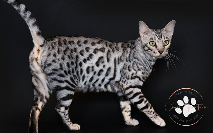 bengal kitten for sale